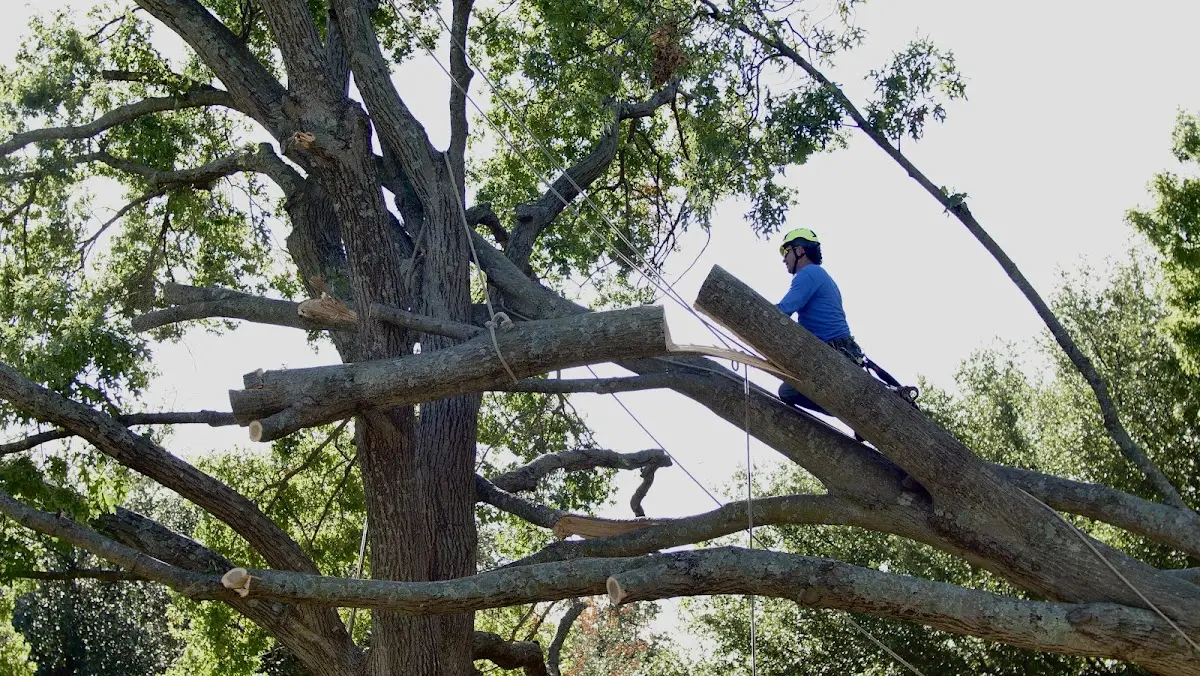 Professional Crown Thinning performed by certified arborists in Beloit