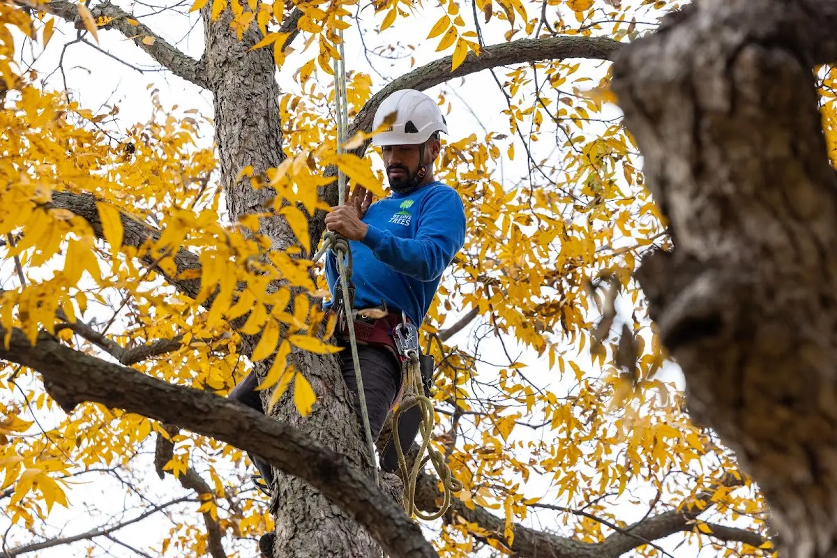 Skilled Tree Trimming crew working in Beloit